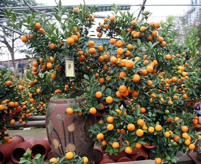 Quất khủng dáng long phụng, không bán chỉ cho thuê giá 50 triệu đồng